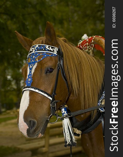 Beautiful show horse head portrait