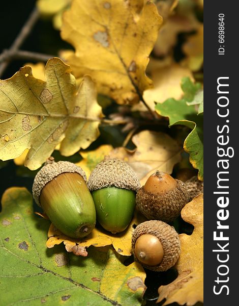 Green acorns on a carpet of autumns oak leaves. Green acorns on a carpet of autumns oak leaves