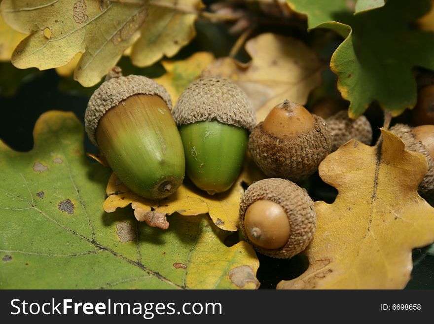 Green acorns on a carpet of autumns oak leaves. Green acorns on a carpet of autumns oak leaves