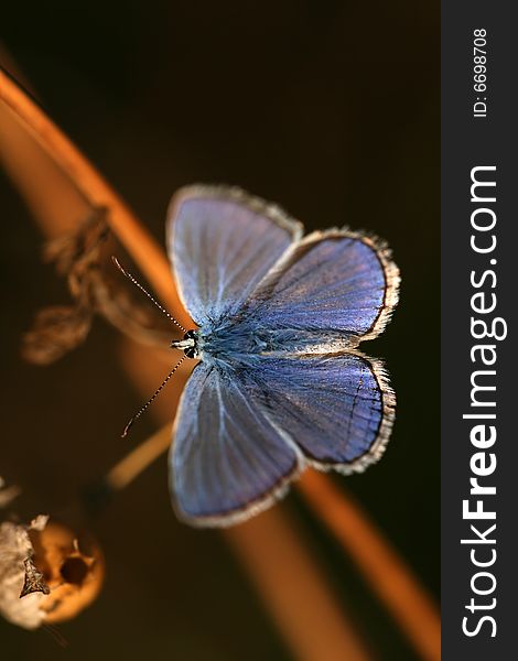 Common blue (Polyommatus icarus) - male. Common blue (Polyommatus icarus) - male