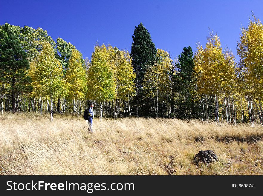 Traveler is visiting fall color county, flagstaff, arizona. Traveler is visiting fall color county, flagstaff, arizona