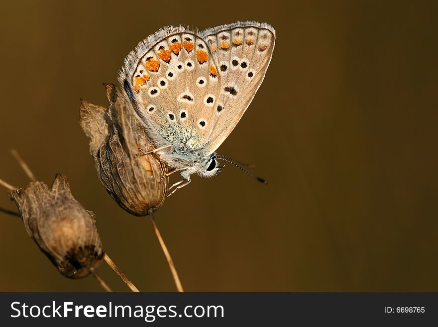 Common blue (Polyommatus icarus) - male. Common blue (Polyommatus icarus) - male