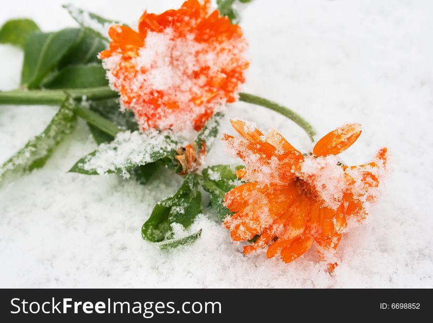 Freezing Flowers