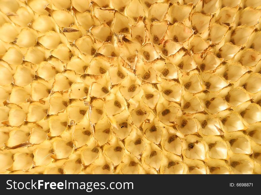 Empty mesh in a sunflower