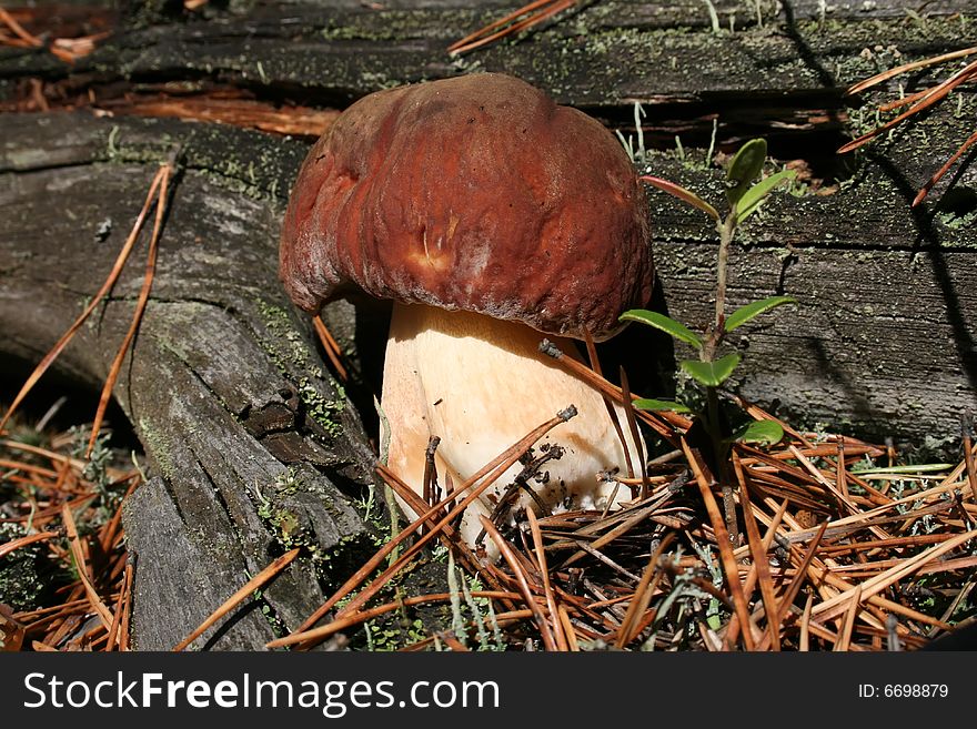 The edible mushroom wishes that him cut off