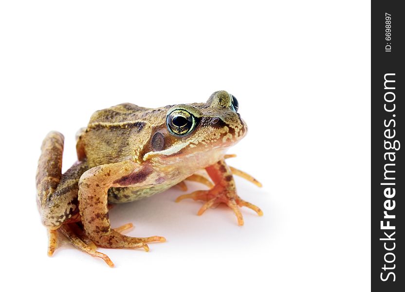 Green frog on an isolated white background. Green frog on an isolated white background.