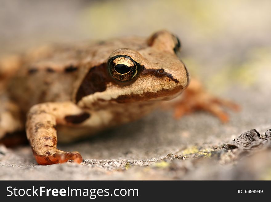 Closeup of brown frog Rana temporaria