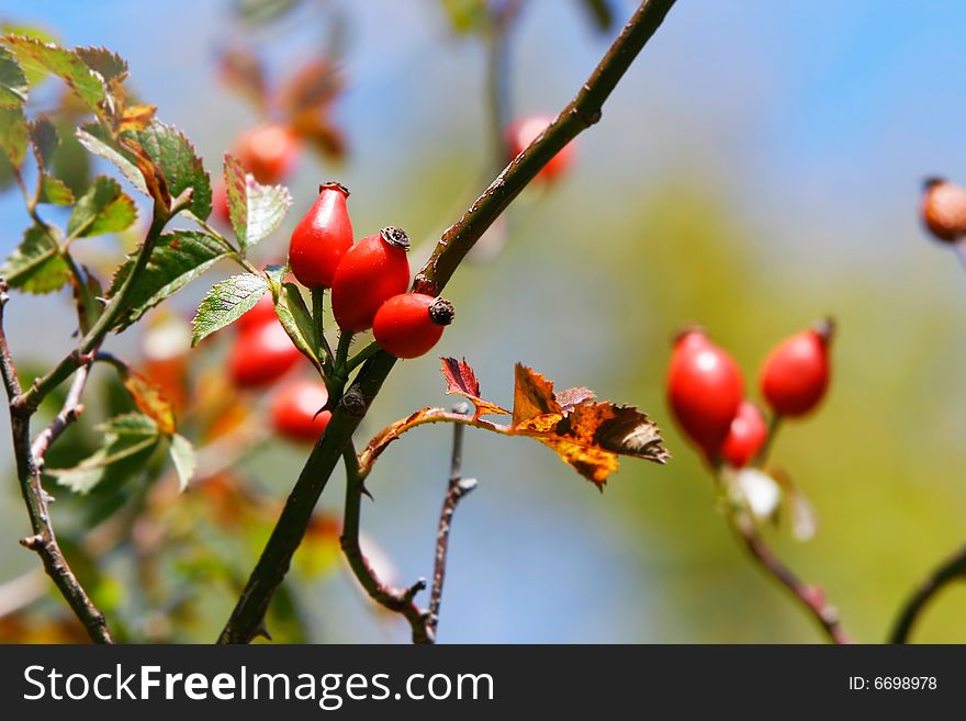 Dog Rose Hips