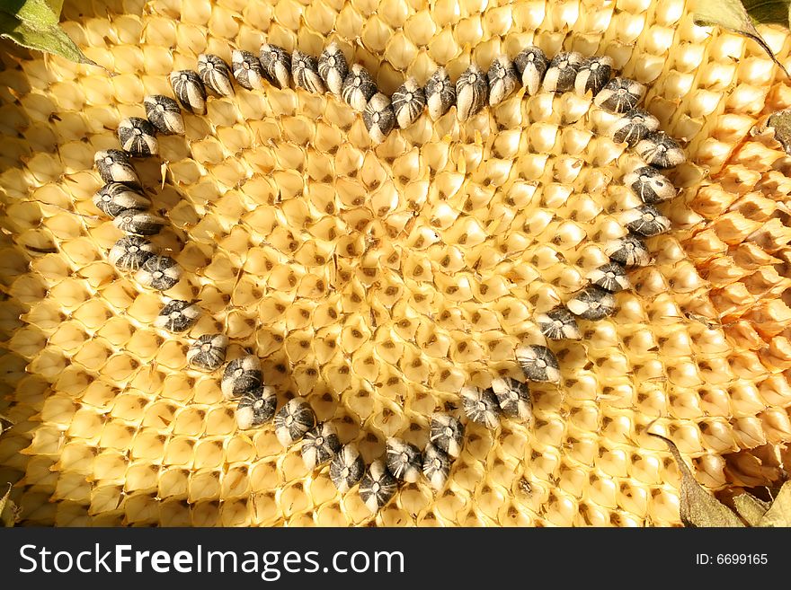 Heart of a sunflower