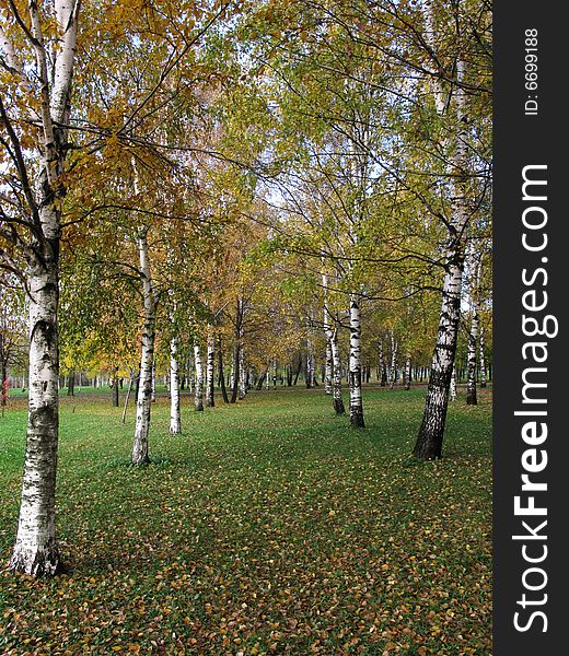 Birch grove in autumn with yellow leaves on the ground