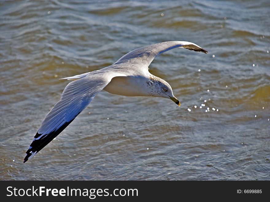 Gull On Wing Above An Ocean