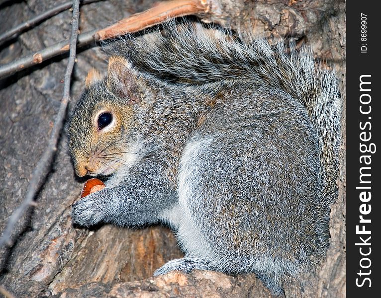 The squirrel on a tree holds wood nut in both pads. The squirrel on a tree holds wood nut in both pads