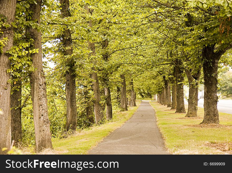 A straight walking path through green trees. A straight walking path through green trees