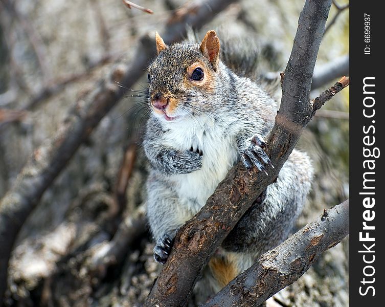 The squirrel has got on a tree and  looks therefrom with interest at the photographer. The squirrel has got on a tree and  looks therefrom with interest at the photographer