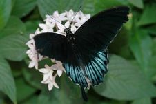Mormon (papilio) On White Flowers 2 Royalty Free Stock Photos Mormon (papilio) On White Flowers 2 Royalty Free Stock Photos