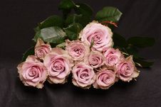 Pink Roses Royalty Free Stock Images Pink Roses Royalty Free Stock Images