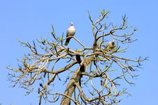 Two Wood Pidgeons In A Sunny Bare Tree Stock Photos Two Wood Pidgeons In A Sunny Bare Tree Stock Photos