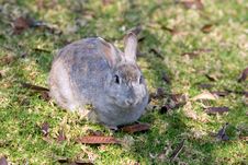 Very Fluffy Bunny Rabbit In A Field In Spain Royalty Free Stock Photos Very Fluffy Bunny Rabbit In A Field In Spain Royalty Free Stock Photos
