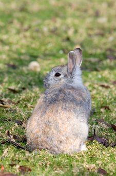 Very Fluffy Bunny Rabbit In A Field Stock Image Very Fluffy Bunny Rabbit In A Field Stock Image
