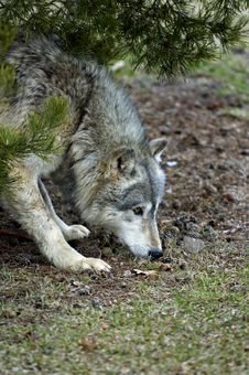 Timber Wolf (Canis Lupus) Sniffs In Grass Stock Photography