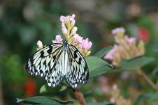 Large Mormon (papilio Memnon) On Pink Flowers Royalty Free Stock Photography Large Mormon (papilio Memnon) On Pink Flowers Royalty Free Stock Photography