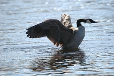 Goose On Water 2 Stock Photo Goose On Water 2 Stock Photo