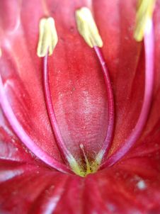 Flower Detail Stock Photo