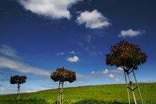 Three Little Trees Royalty Free Stock Image Three Little Trees Royalty Free Stock Image