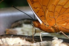 Feeding Butterfly Stock Image Feeding Butterfly Stock Image