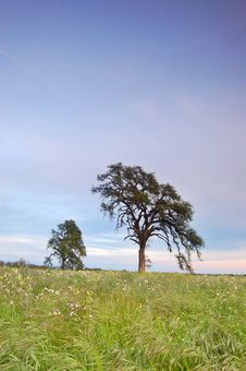 Springtime Meadow Stock Image Springtime Meadow Stock Image