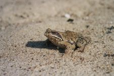 Frog Stock Photos Frog Stock Photos