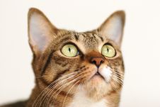 Cute Tabby Cat Stock Photos Cute Tabby Cat Stock Photos