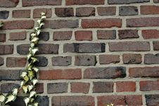 Wall With Ivy Royalty Free Stock Photo Wall With Ivy Royalty Free Stock Photo
