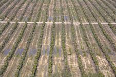 Rows Of Grapevines In Vineyard In Spain Royalty Free Stock Photography Rows Of Grapevines In Vineyard In Spain Royalty Free Stock Photography