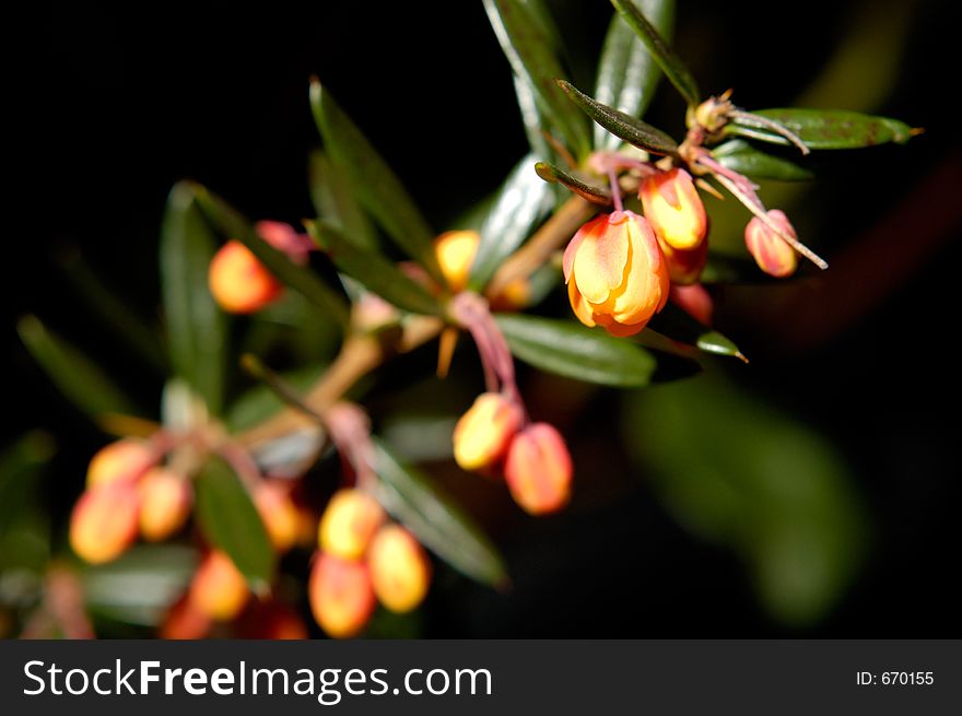 Orange flower buds background. Orange flower buds background