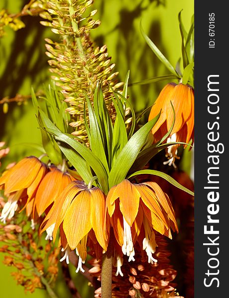 Orange flowers background. Orange flowers background