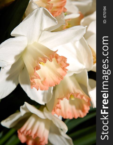 White narcissus flower background. White narcissus flower background