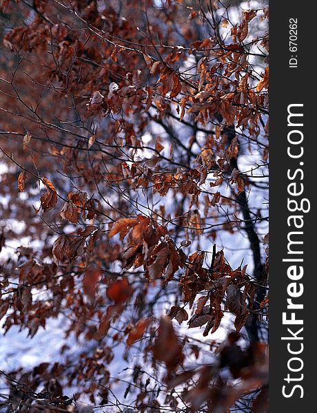 Dried winter leaves, 35mm film scan.