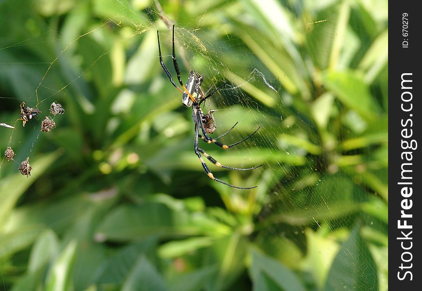 Spiders sex ,real proportions male female, the male can not be viewed in normal thumbnail,must zoom,obviously he will be the next lunch after mating