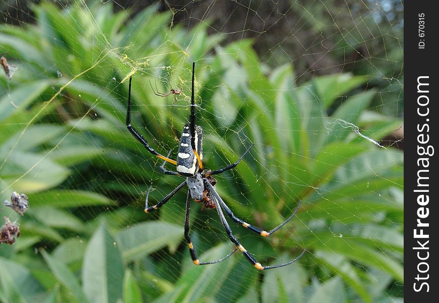 Spider pair,giant female,minuscule male ,female ready to mate