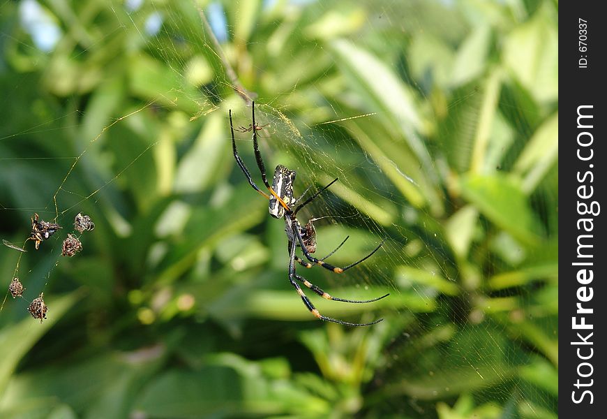 Overview of a feeding scene of a female spider,on the web can be viewed the rest of the meal. Overview of a feeding scene of a female spider,on the web can be viewed the rest of the meal
