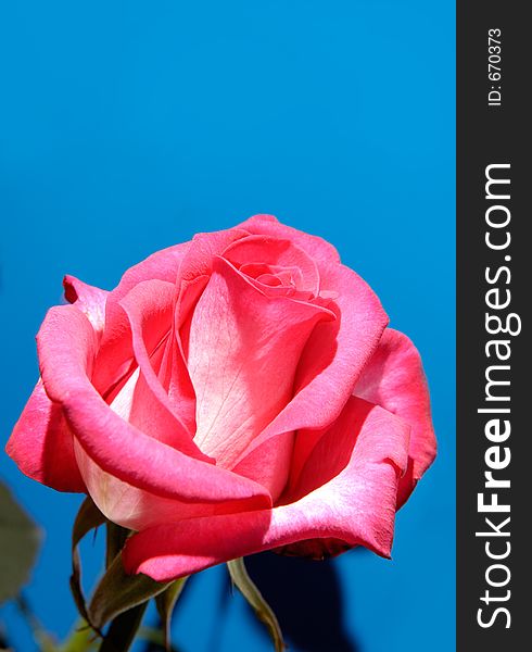 Beautiful pink rose on blue background. Beautiful pink rose on blue background