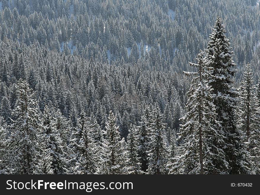 Hills with trees and snow. Hills with trees and snow