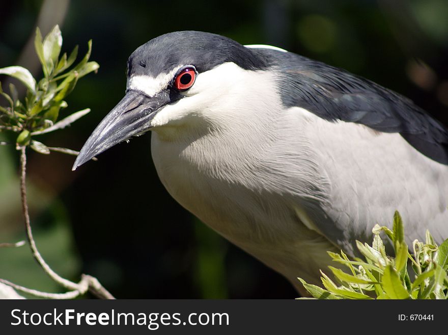 Black Crowned Night Heron.