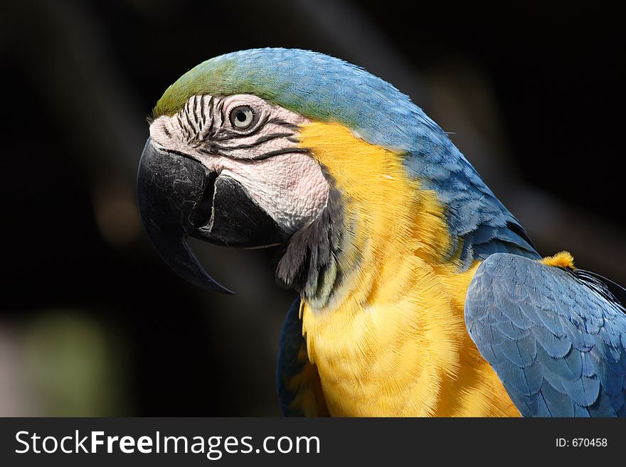 Macaw in FLorida