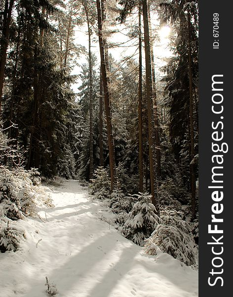 Road through a snow covered forest. Road through a snow covered forest