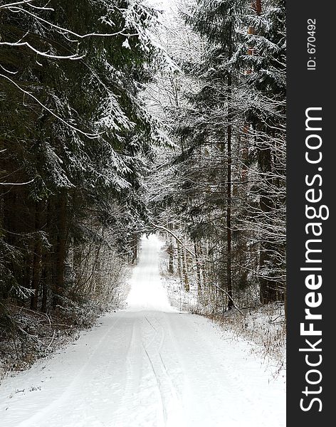 Road through a snow covered forest. Road through a snow covered forest