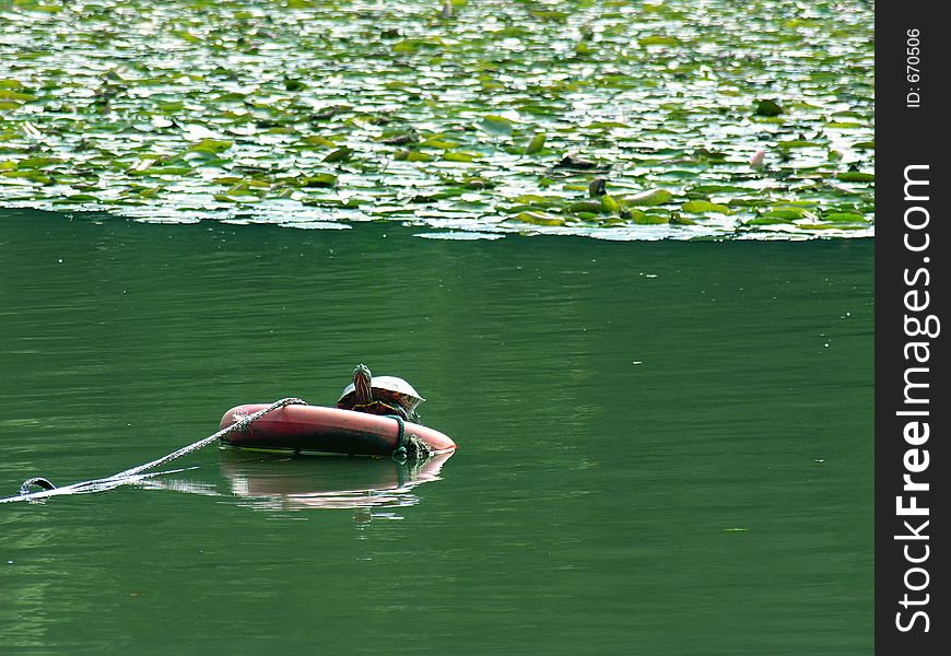 We don´t see it every day! A turtle using a lifebuoy to rest a little. We don´t see it every day! A turtle using a lifebuoy to rest a little.