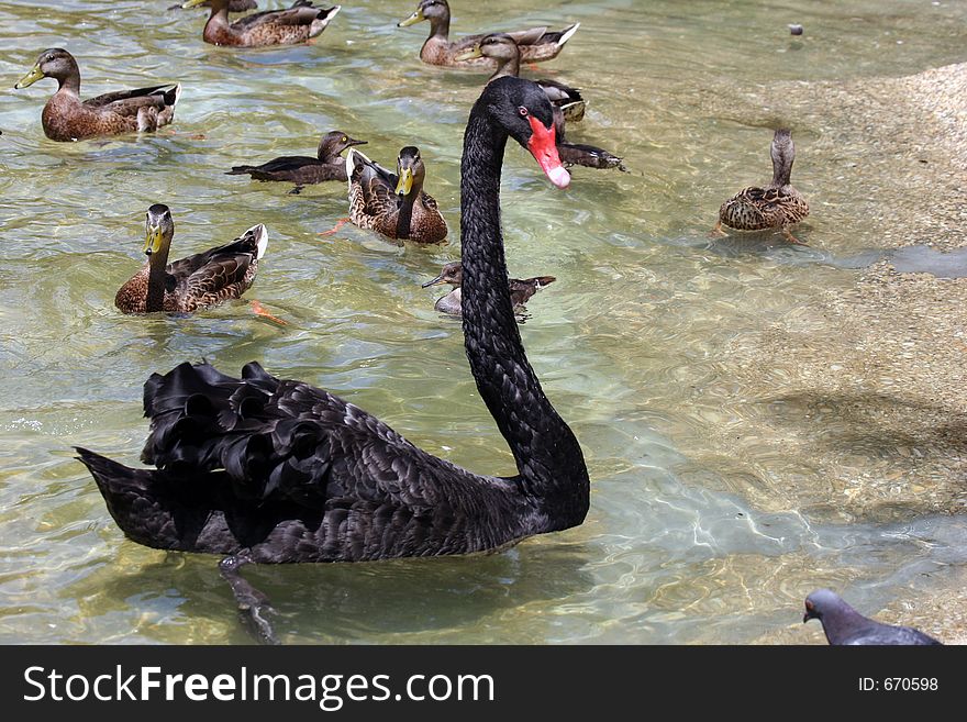Single Black Swan (Cygnus atratus) swimming among several ducks