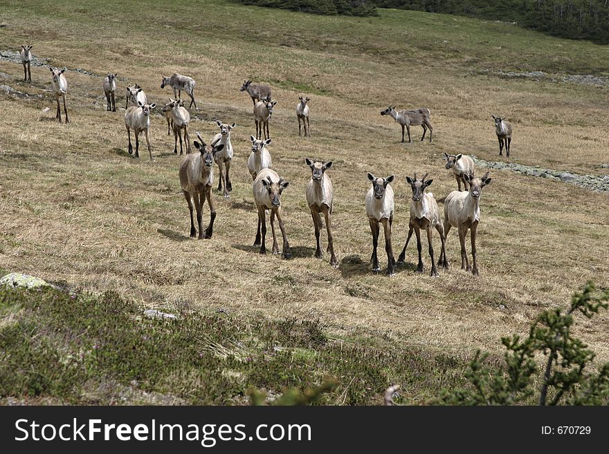 Reindeer in the mountains